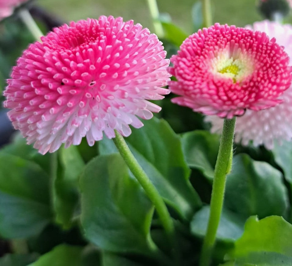 Gefülltes Gänseblümchen (rosa)