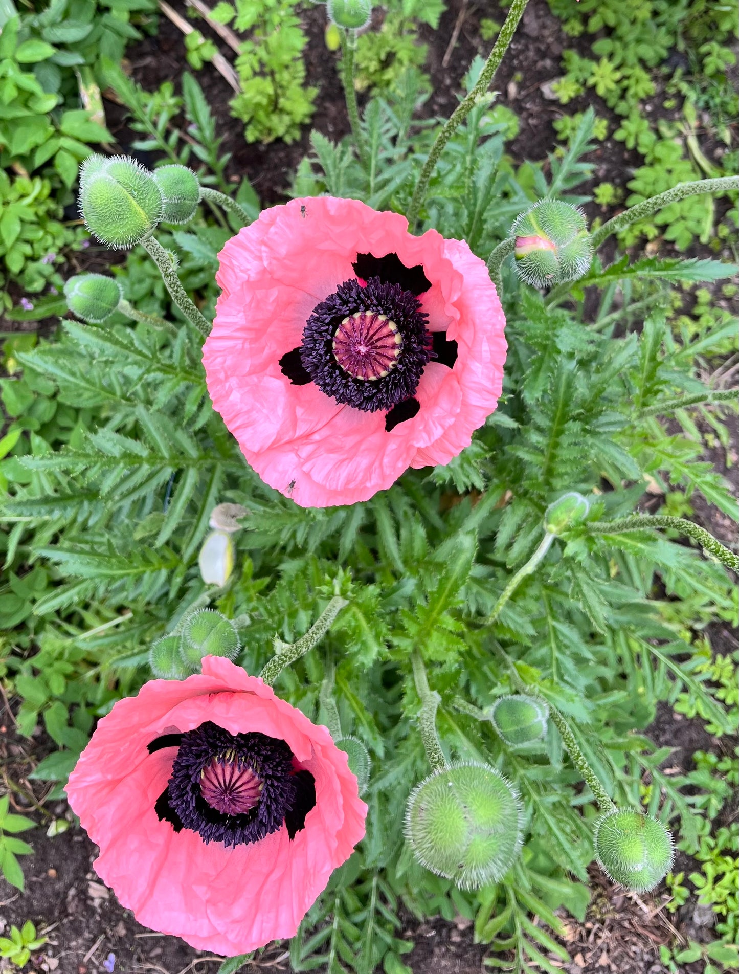 Türkischer Riesenmohn Mix (Staudenmohn)