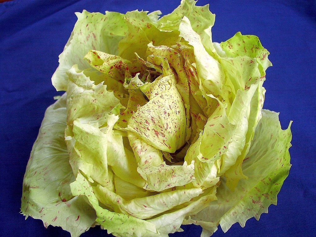 Blattzichorie "Mantovana"