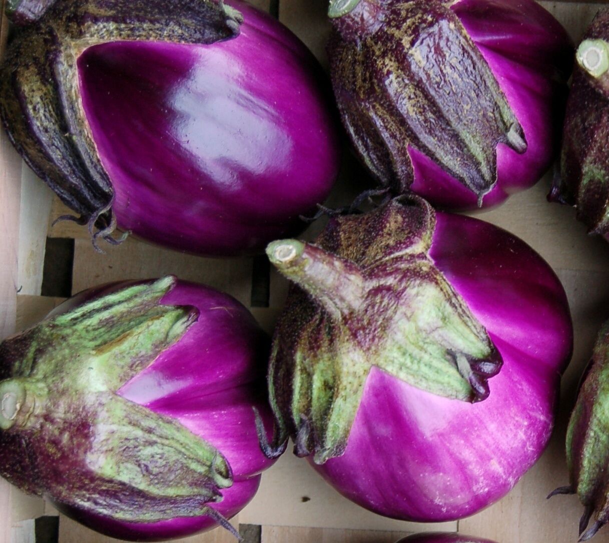 Violette Aubergine "Florenz"