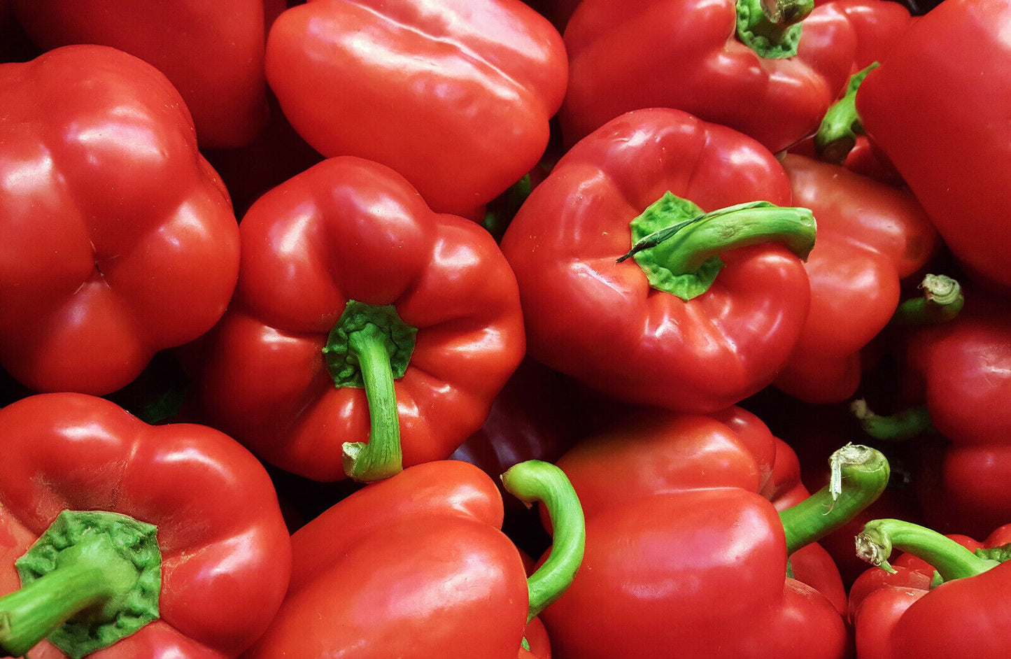 Block-Paprika rot "Quadrato d'Asti"