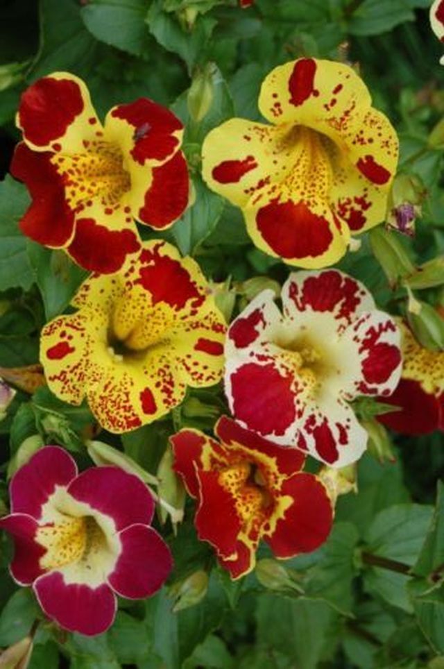 Tiger-Gauklerblume Mix