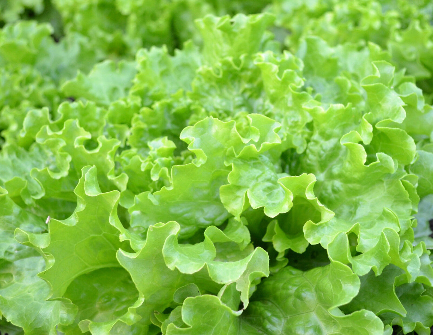 Pflücksalat „Green Salat Bowl“
