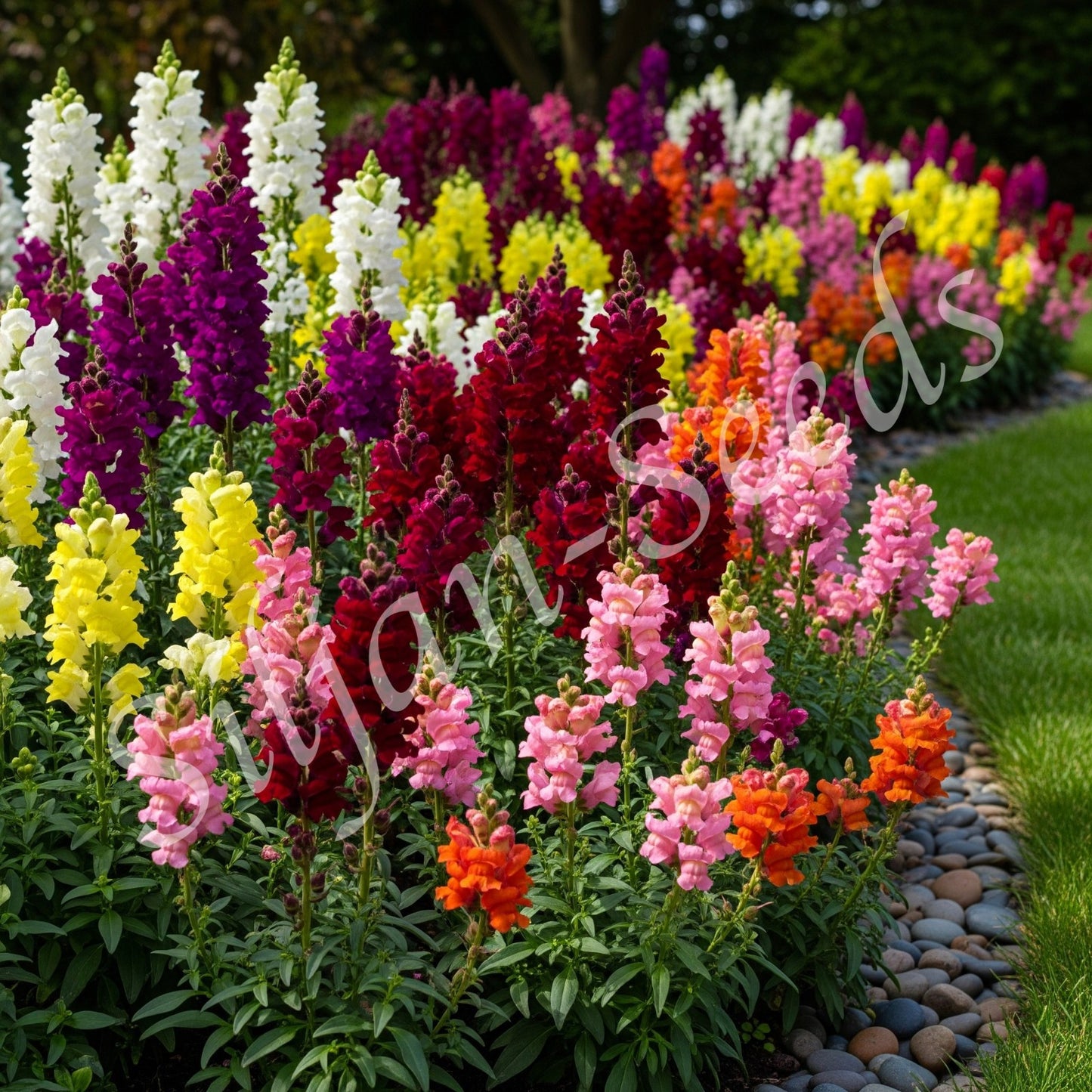 Hohes Löwenmäulchen Mix