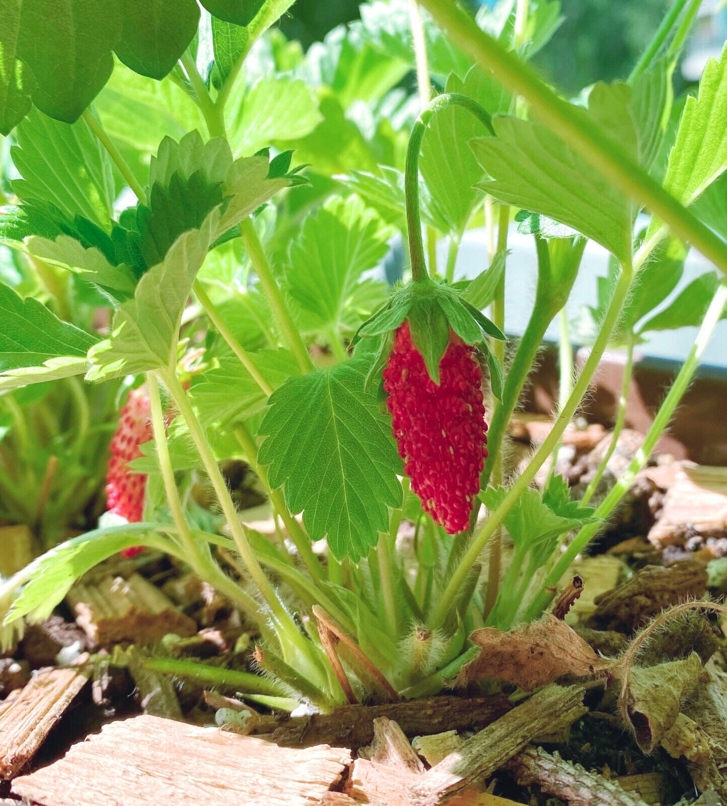 Monatserdbeere „Regina“