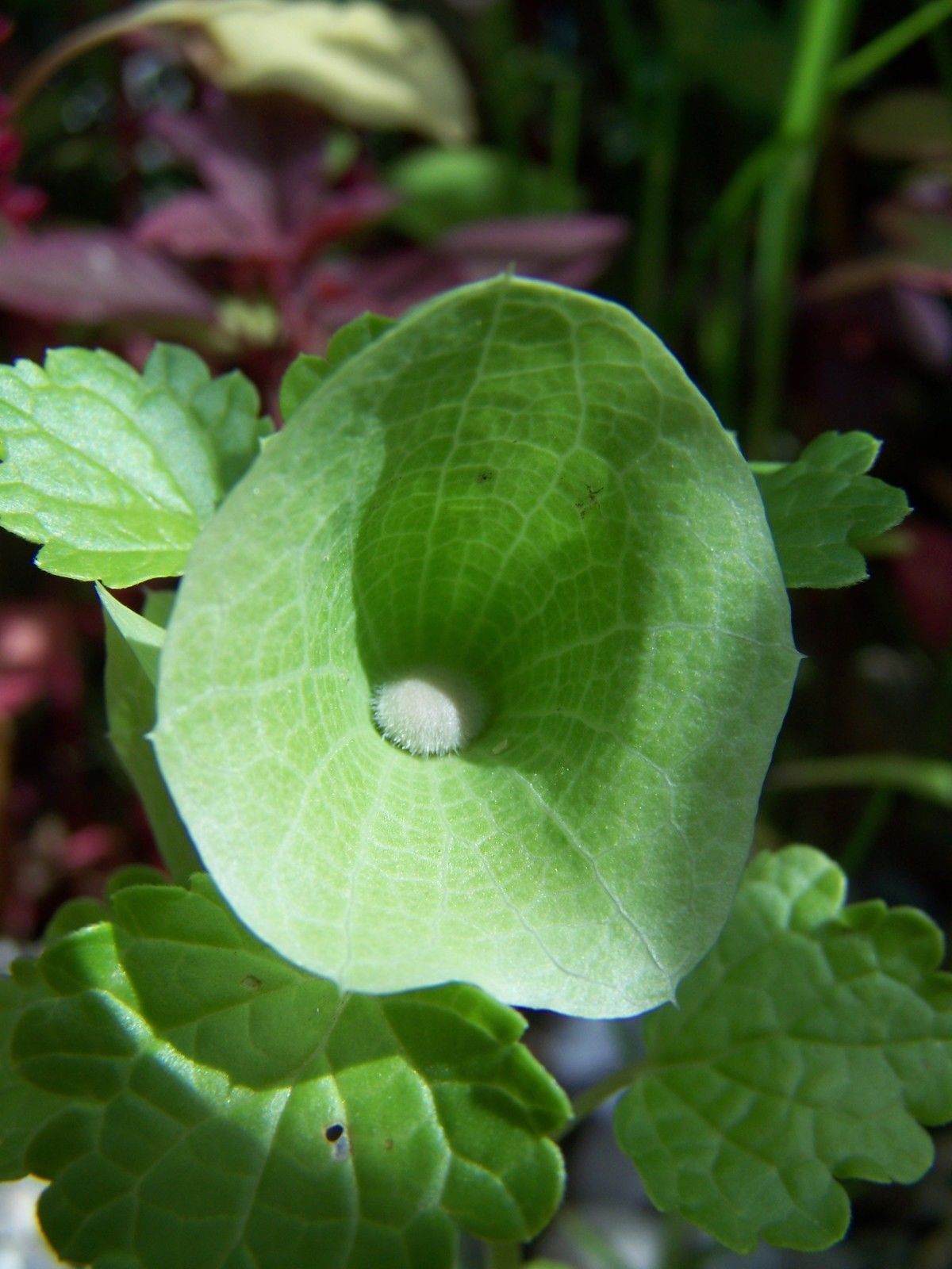 Muschelblume Irlandglocke – Siljan Seeds