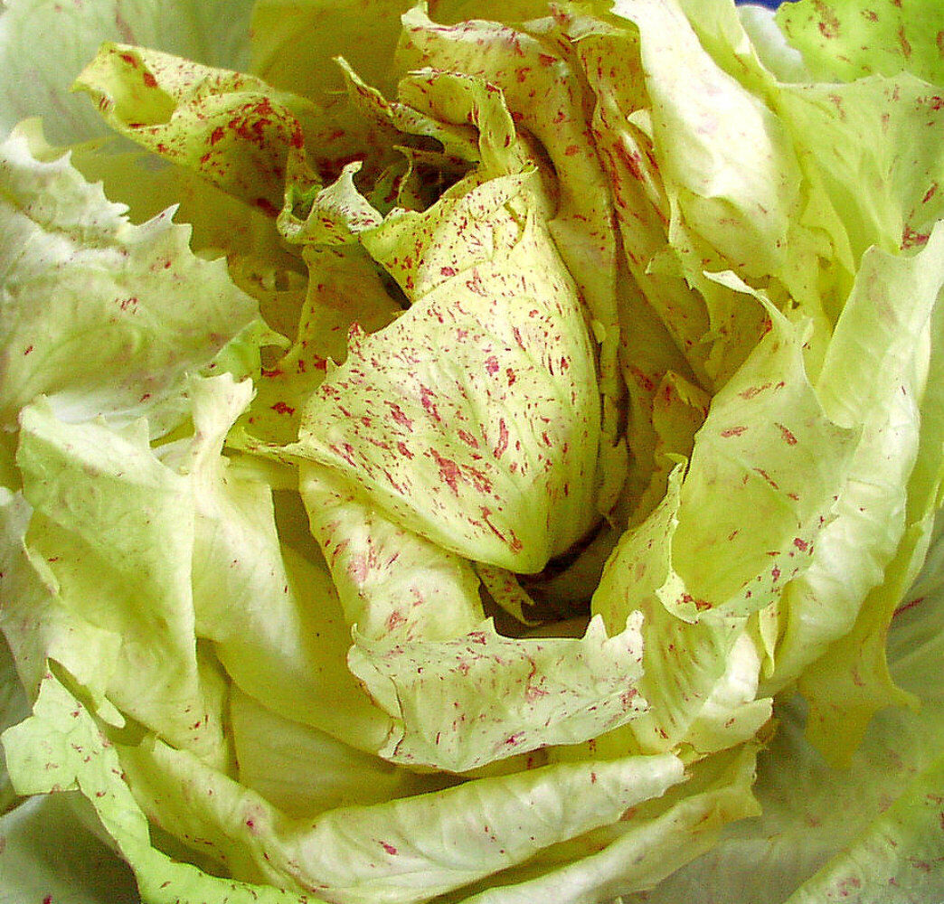 Orchideensalat "Castelfranco"