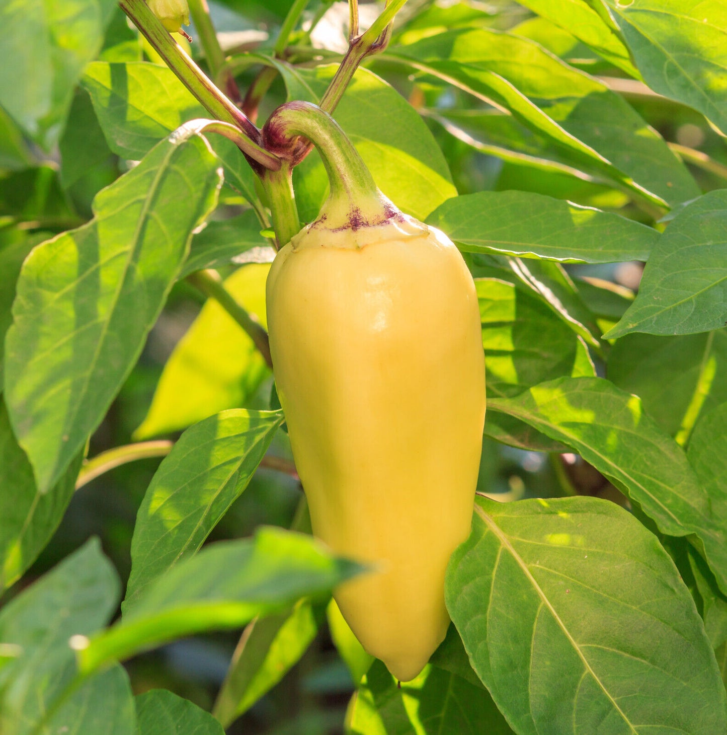 Ungarische Paprika "Feher"