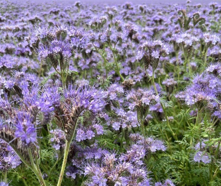 Büschelschön / Bienenfreund
