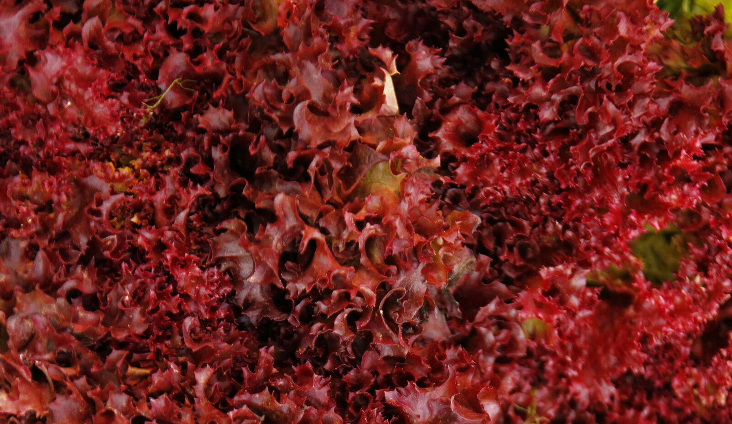 Pflücksalat „Red Salat Bowl“