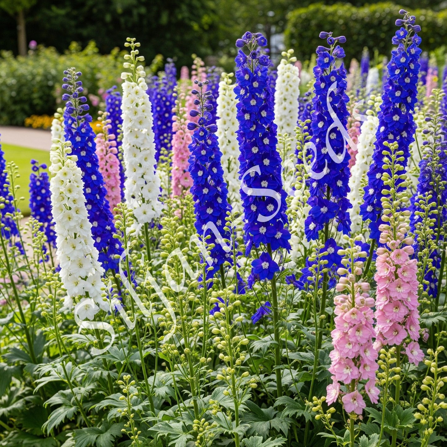 Rittersporn hohe Mischung