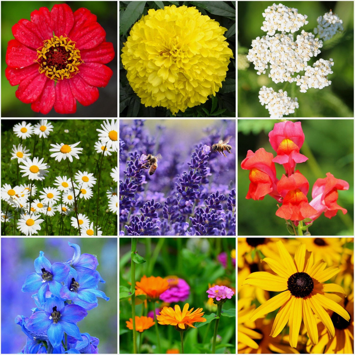 Sommerblumen-Mischung