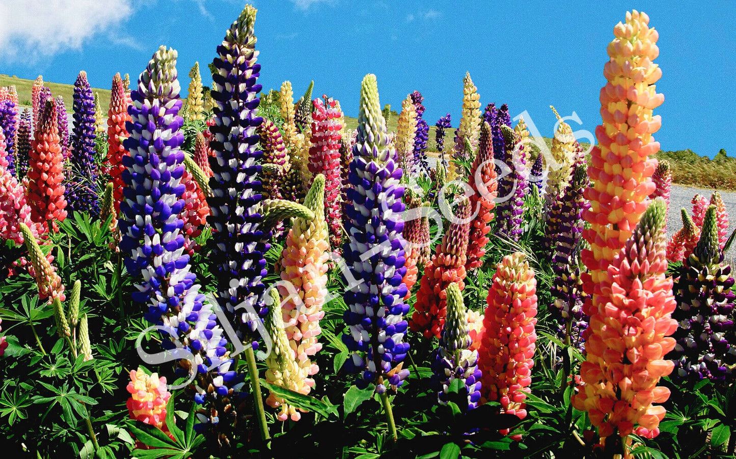 Staudenlupine bunter Mix