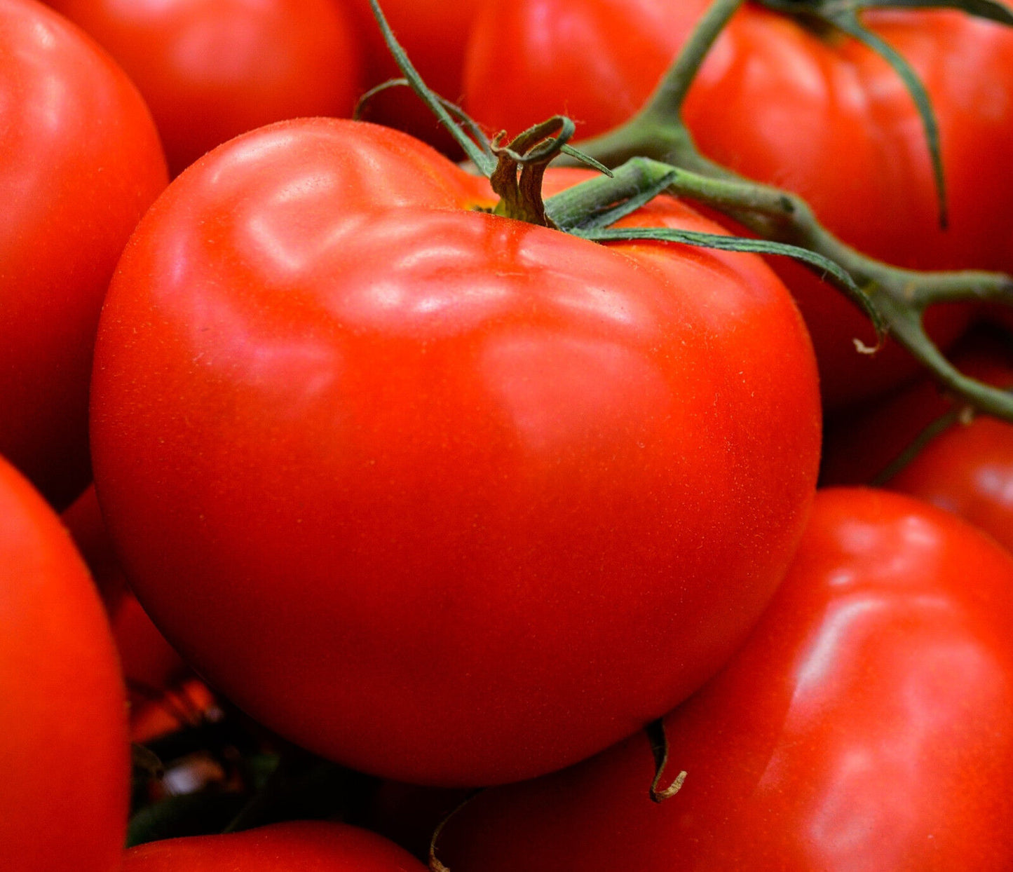 Tomate "Saint Pierre"