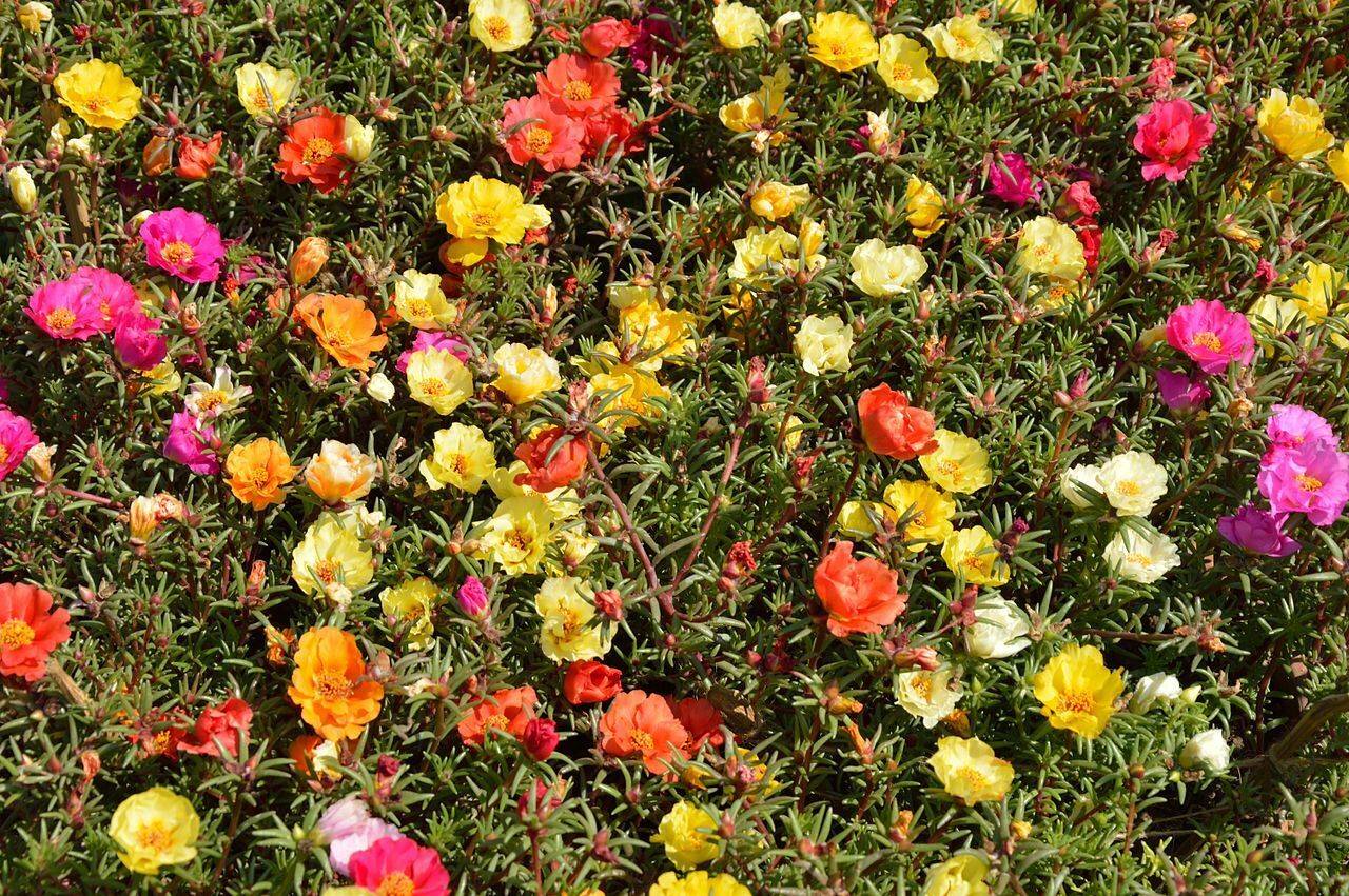 Portulakröschen bunter Mix