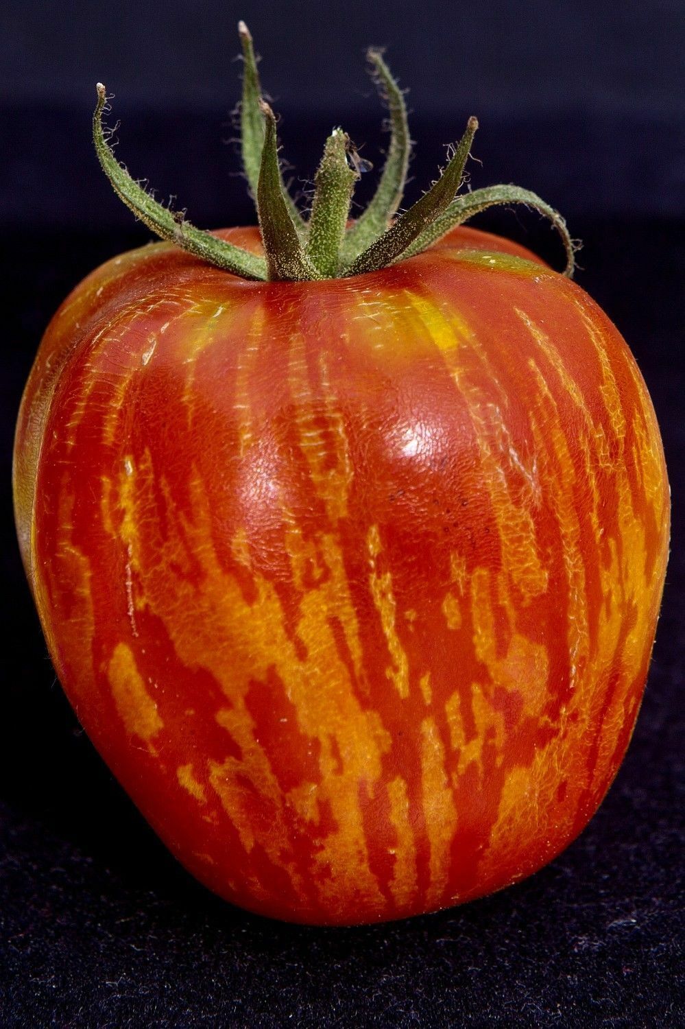Sperli Tomatensamen Tigerella – Alte Sorte, Rot-gelb Gestreift, Süß-sauer, Für Freiland & Gewächshaus