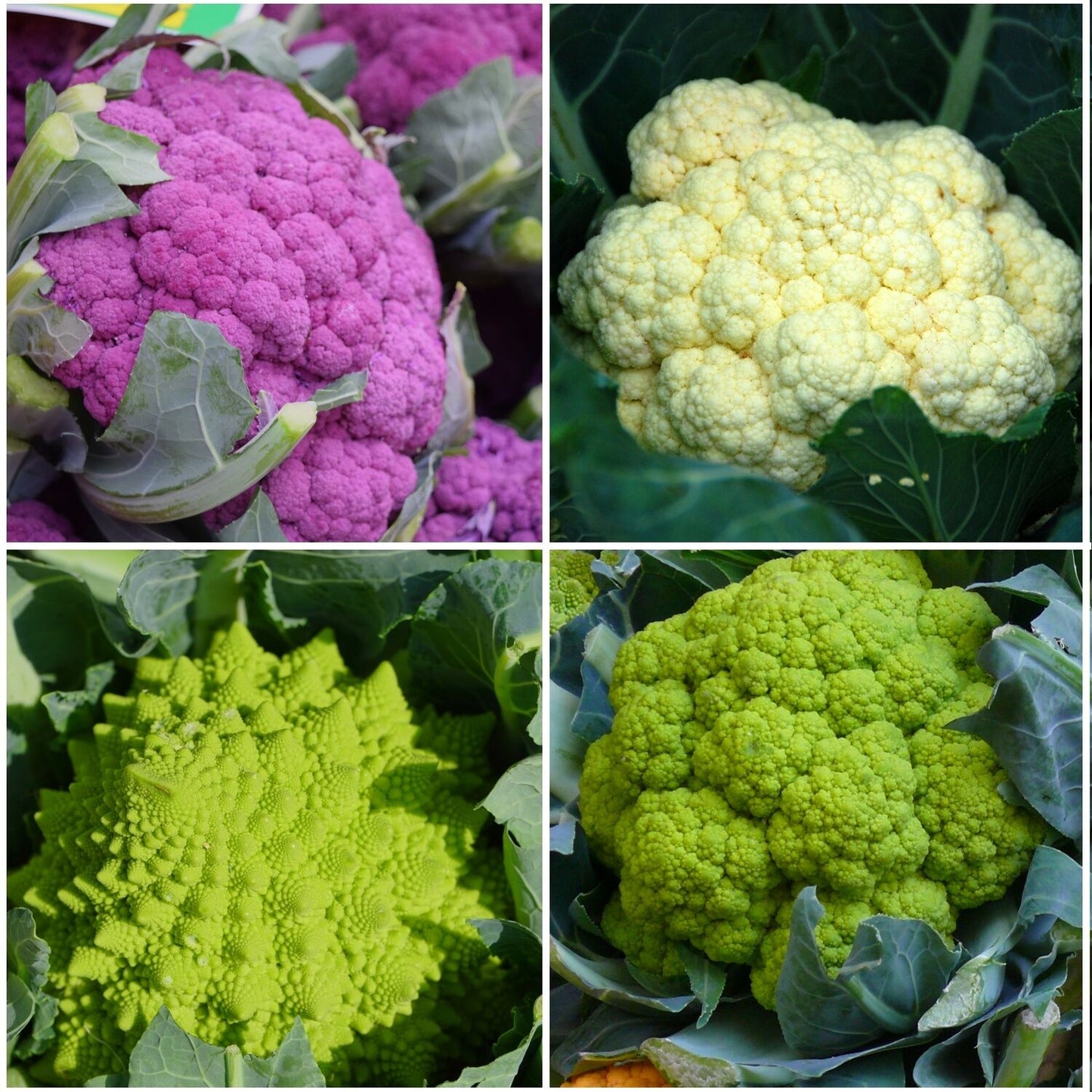 Blumenkohl Sortiment