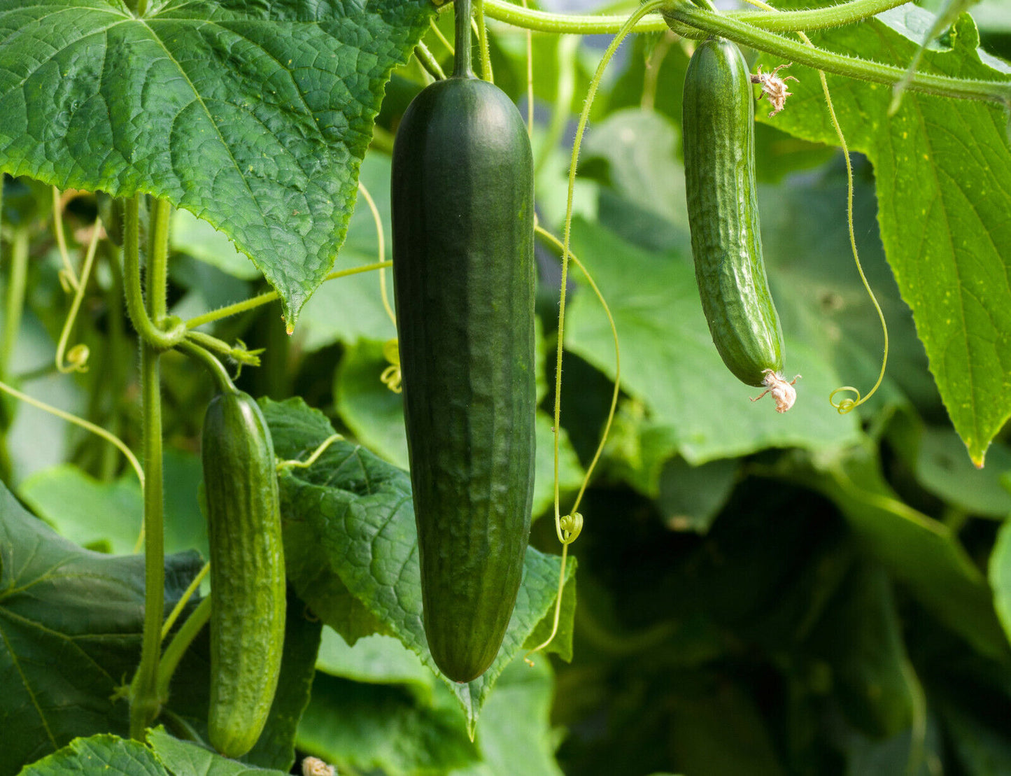 Salatgurke "Beth Alpha"