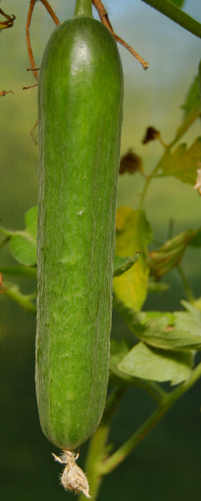 Salatgurke "Perfection"