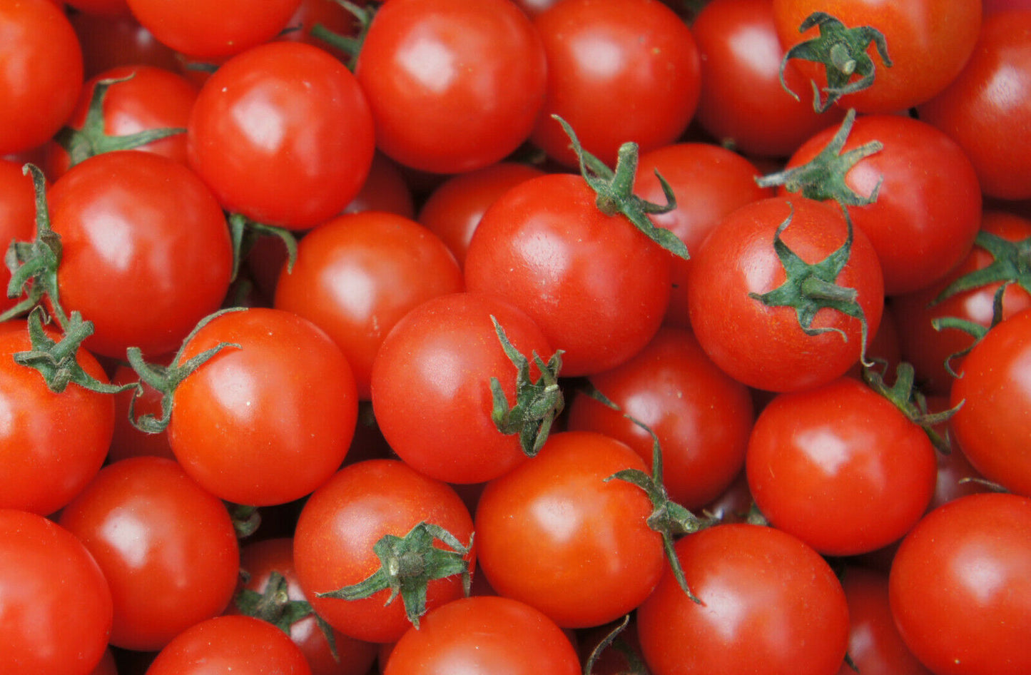 Kirschtomate "Ciliegia"