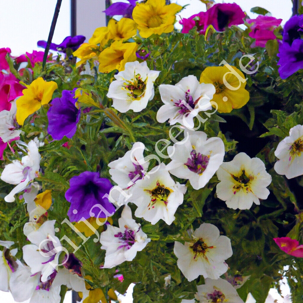 Hänge-Petunie Samen kaufen | Kaskadenblüten