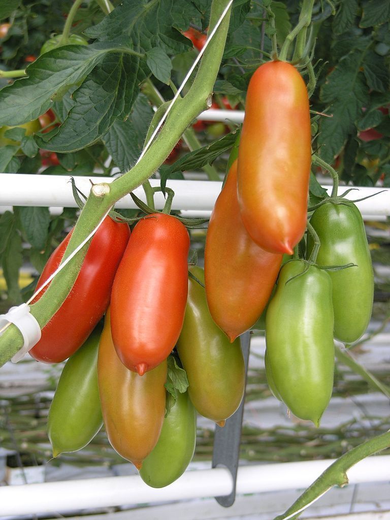 Tomate "San Marzano"