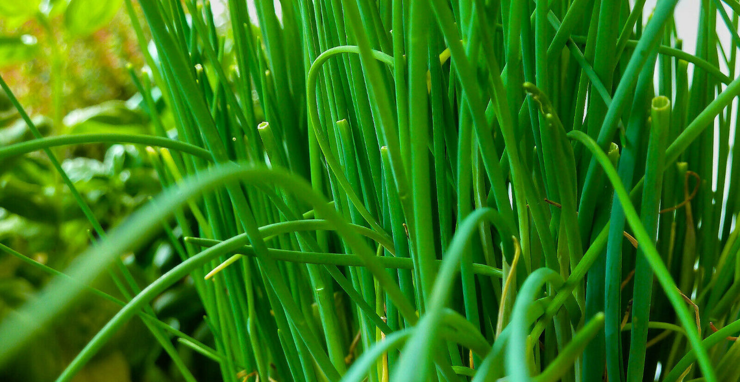 Schnittlauch "Naomy"