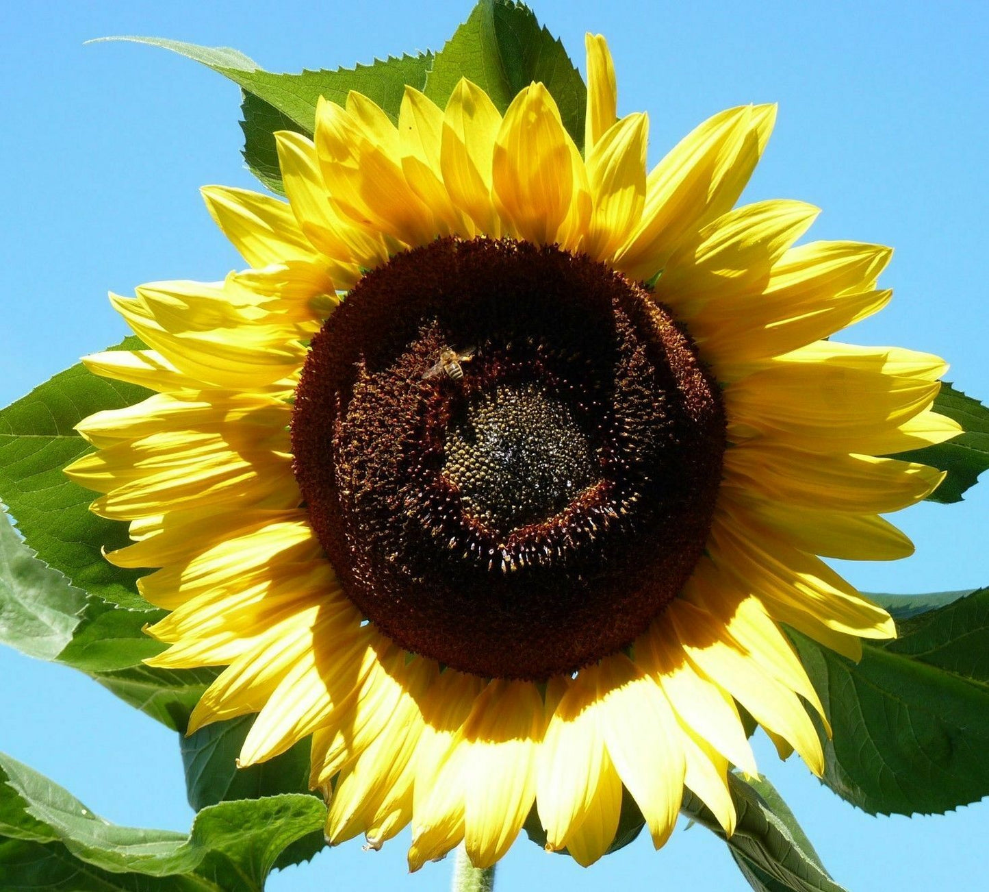Sonnenblume „Gelbe Riesen“