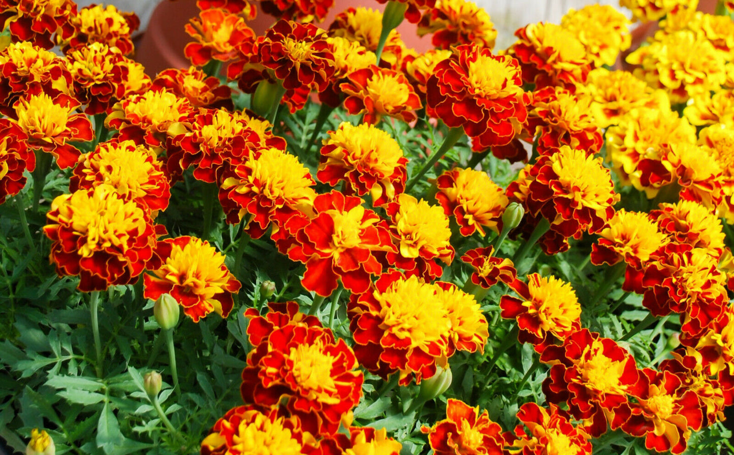 Niedrige Tagetes (Studentenblume) Bonita Mix