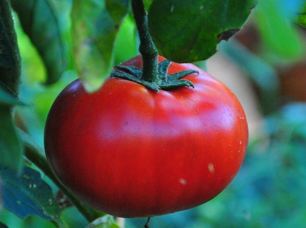 Tomate "Marglobe"