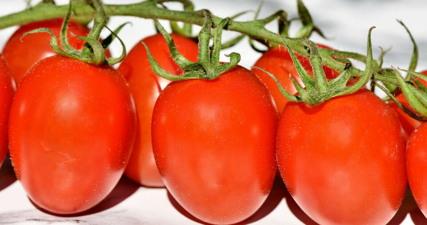 Tomate "Principe Borghese"
