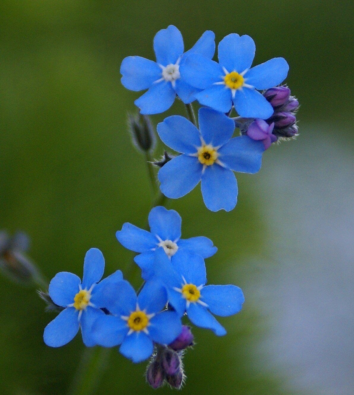 Vergissmeinnicht blau – Siljan Seeds