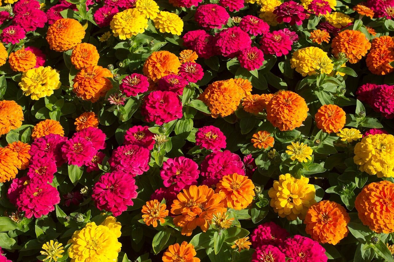 Kleine Zinnien Lilliput-Mix