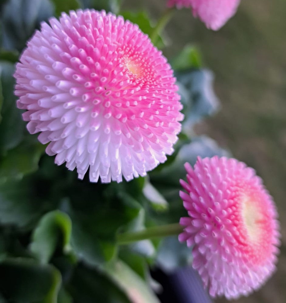 Gefülltes Gänseblümchen (rosa)