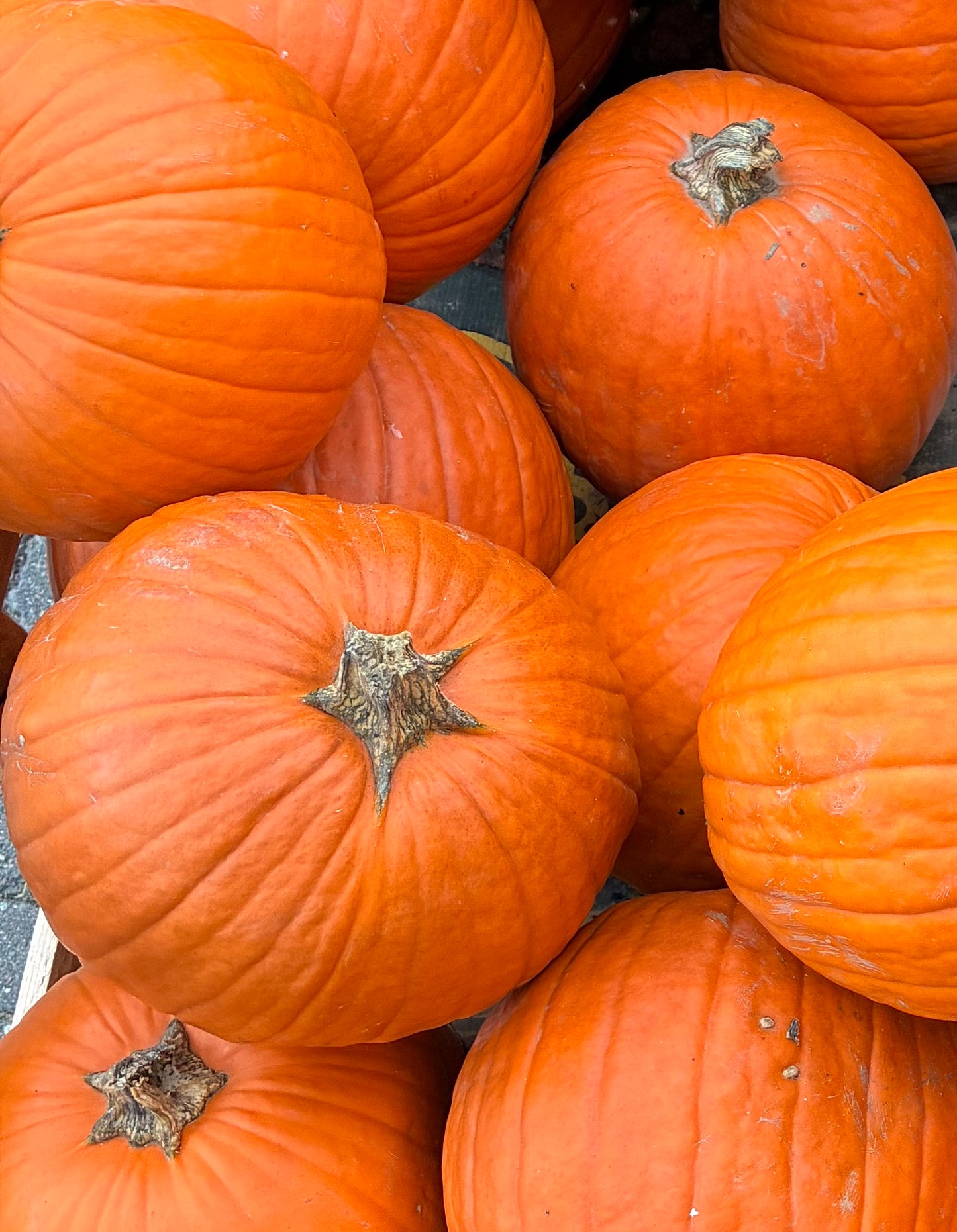 Halloween-Kürbis
