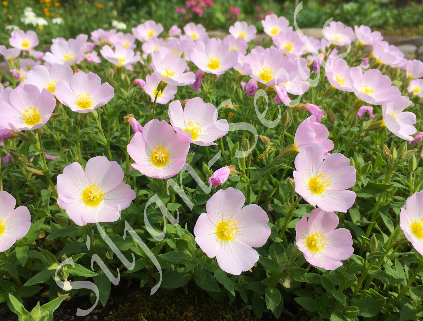 Teppich Nachtkerze rosa