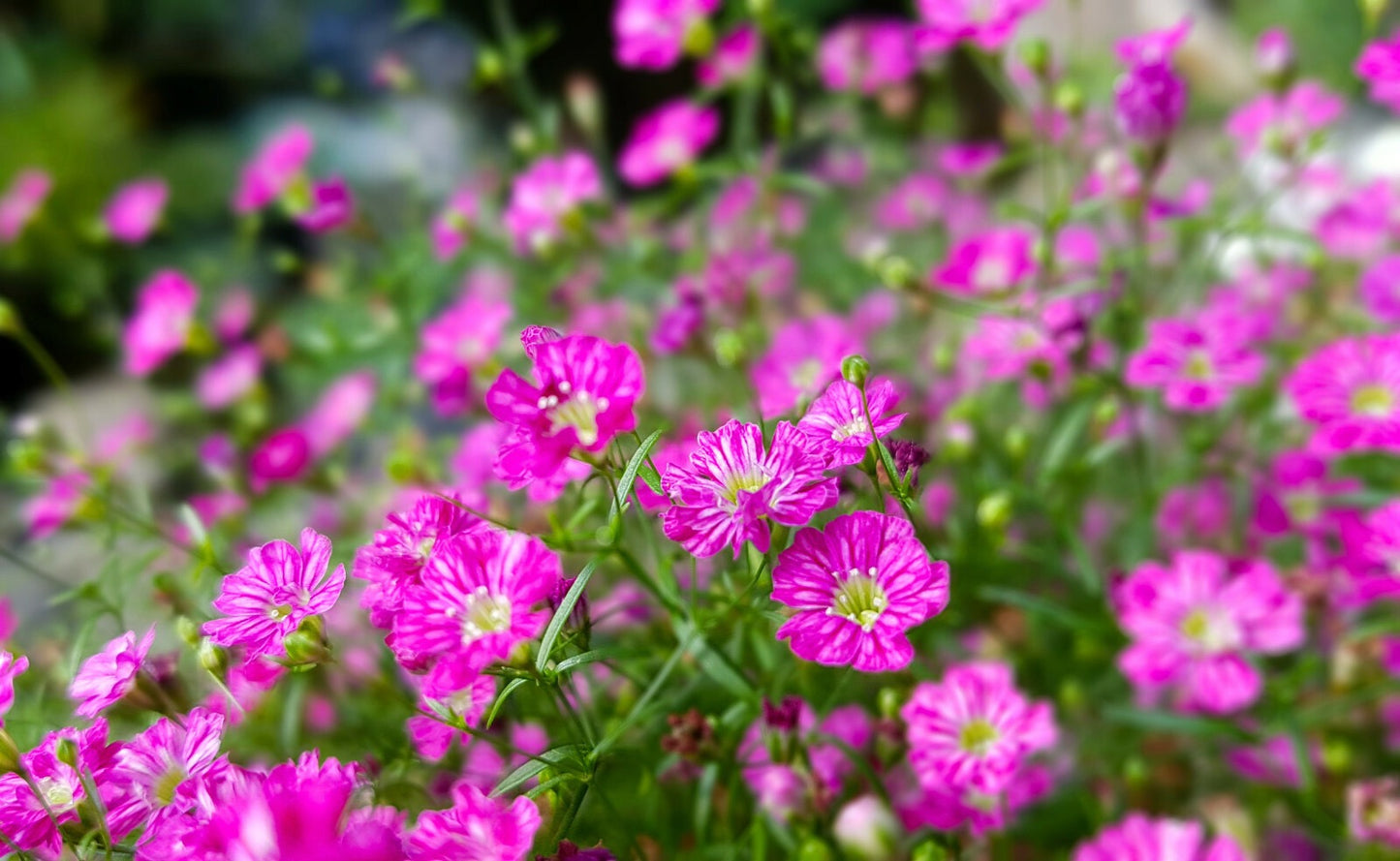 Teppich-Schleierkraut rosa