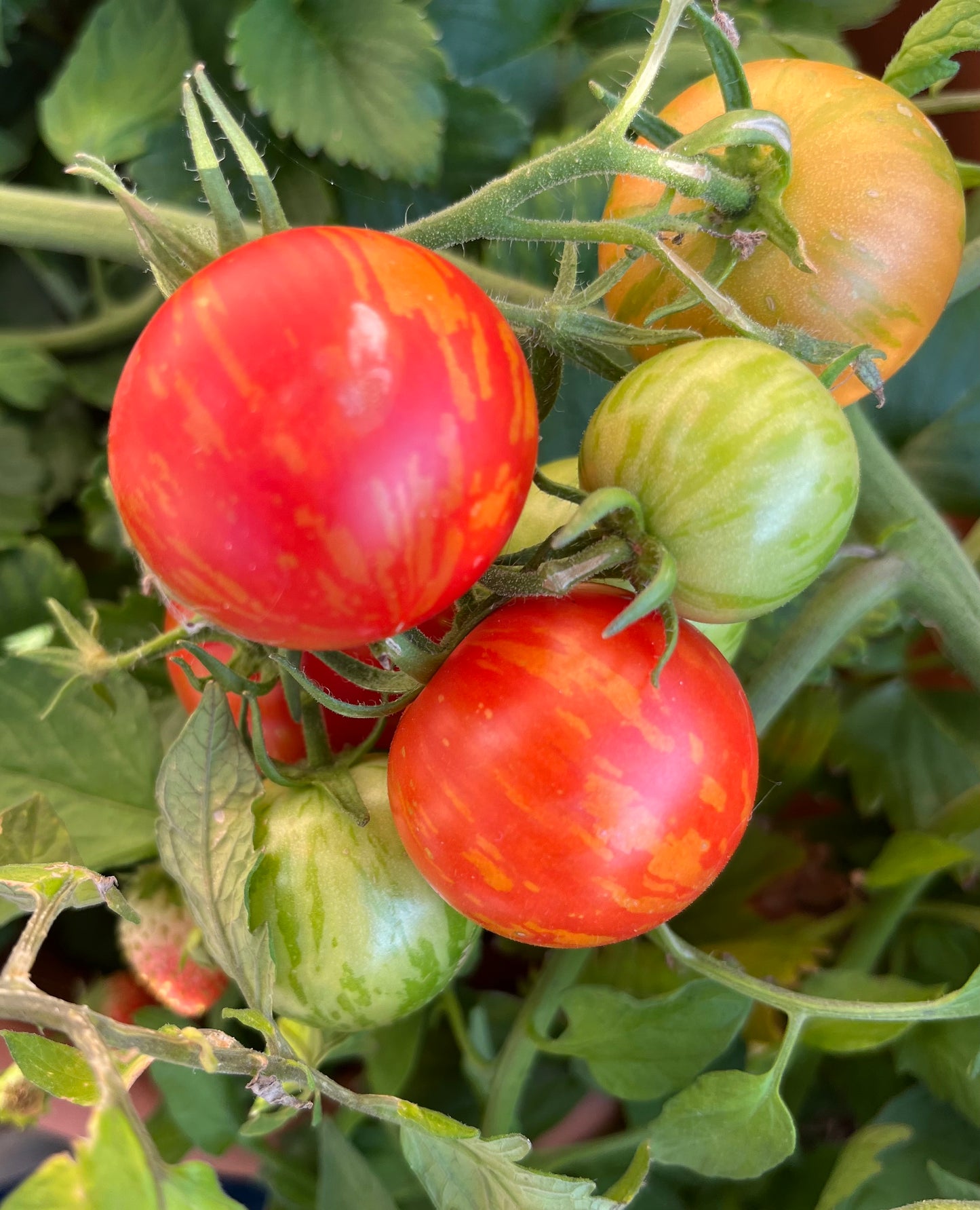 Tomate Tigerella rot-gelb gestreift