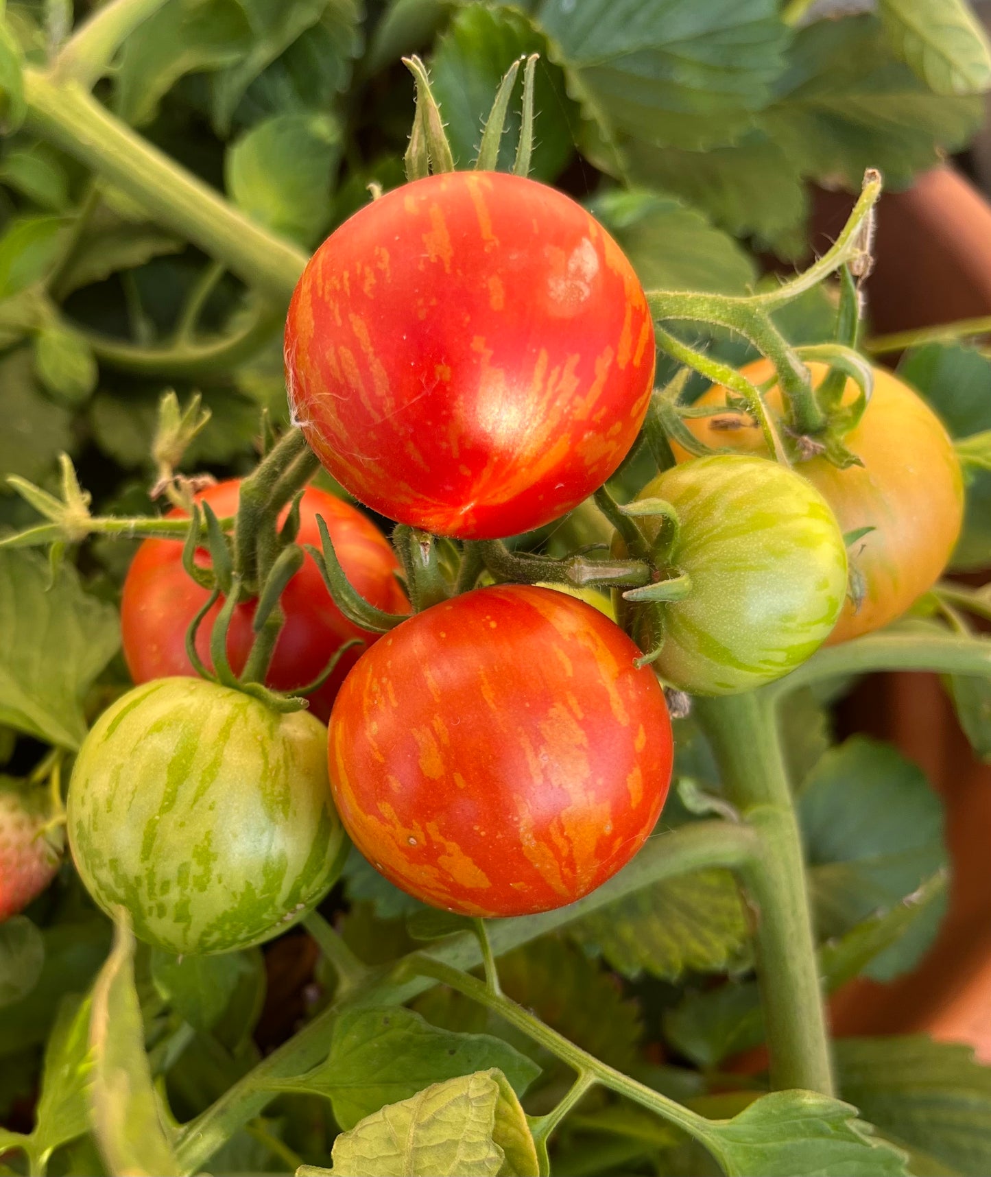 Tomate Tigerella rot-gelb gestreift