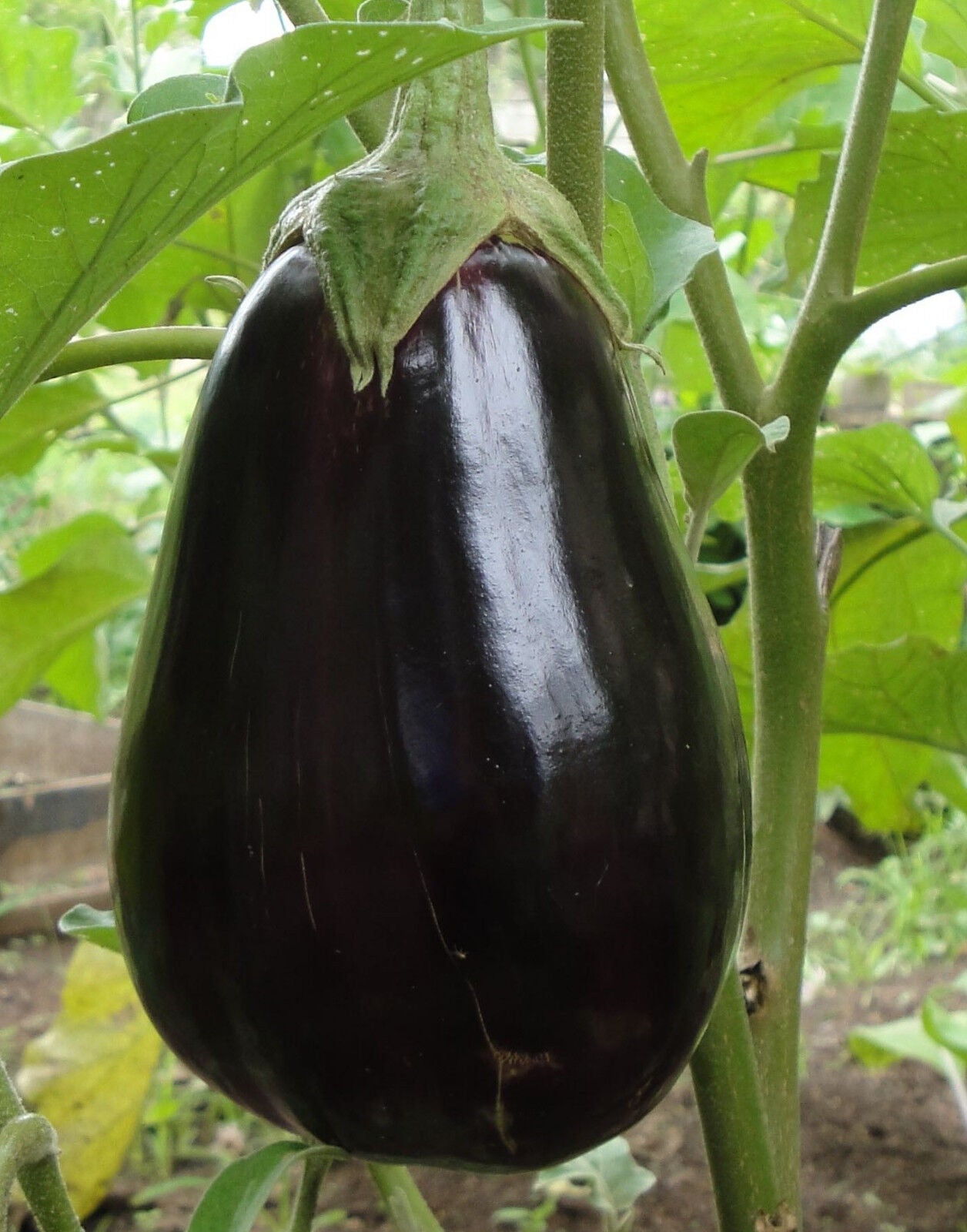 Aubergine "Black Beauty"