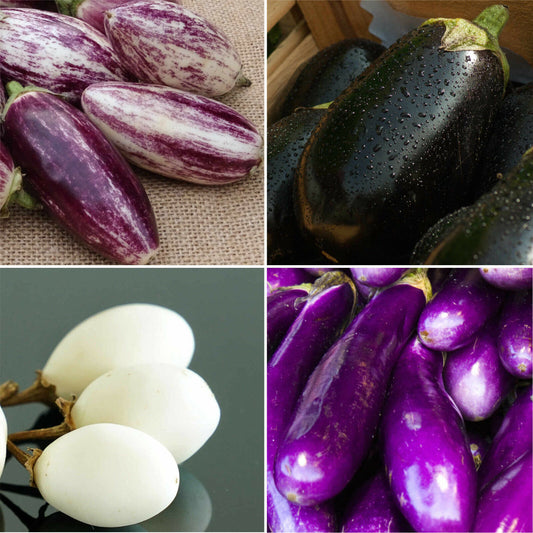 Aubergine Mix