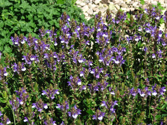 Baikal Helmkraut