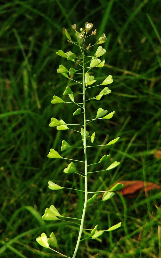 Gewöhnliches Hirtentäschel