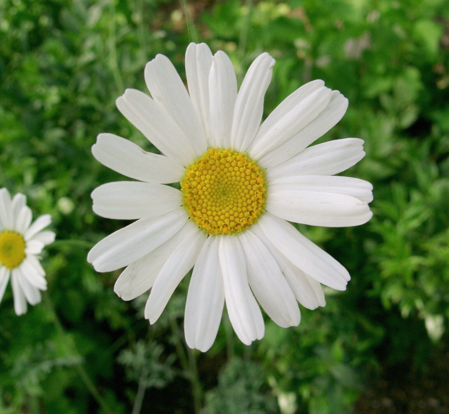 Dalmatiner Insektenblume