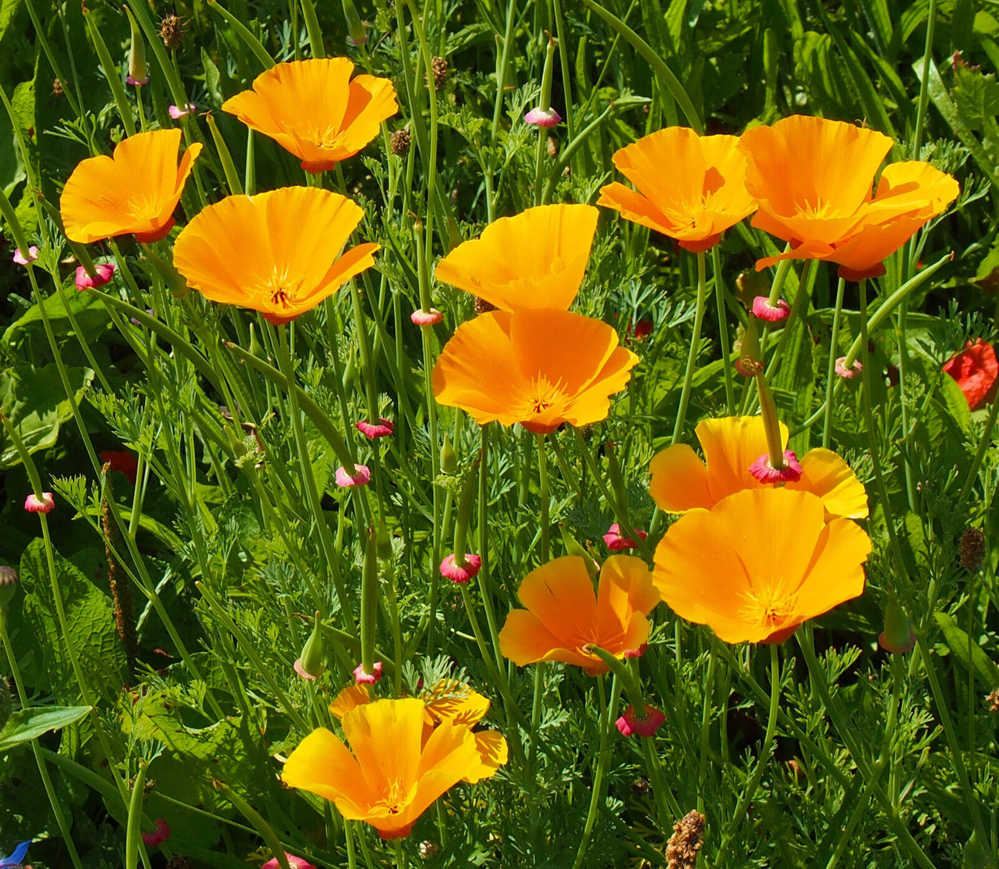 Kalifornischer Mohn orange