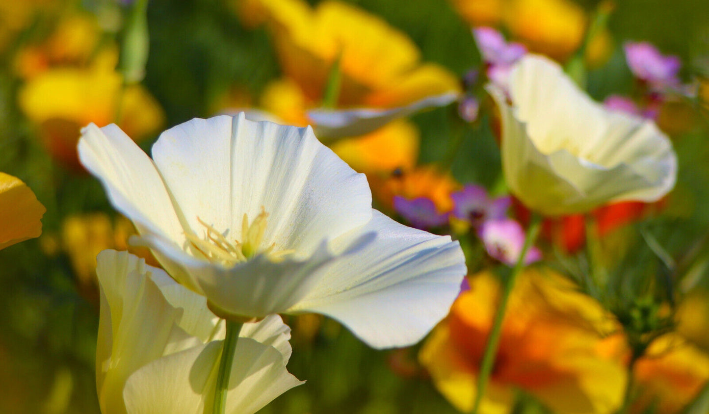 Kalifornischer Mohn weiss