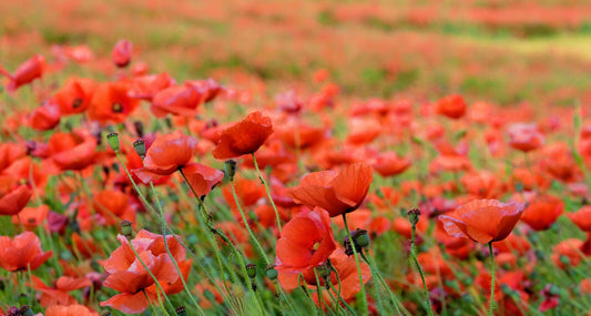 Klatschmohn