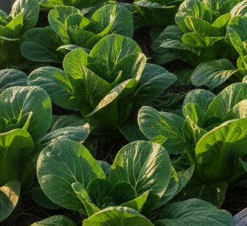 Pak Choi grün