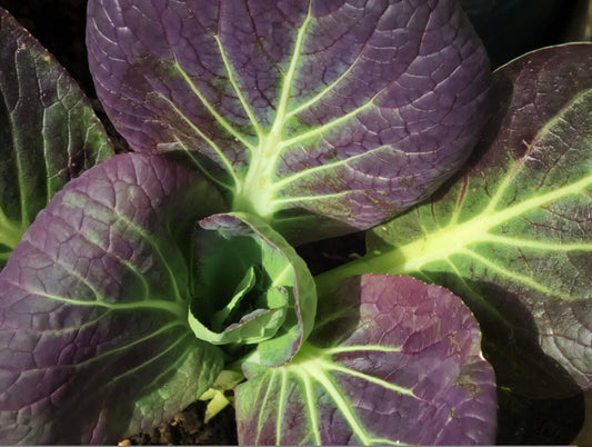 Pak Choi rot