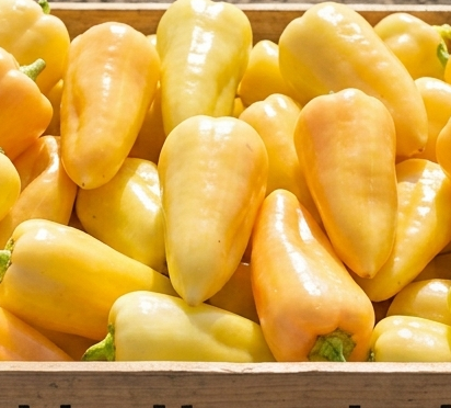 Ungarische Paprika „Pusztagold“